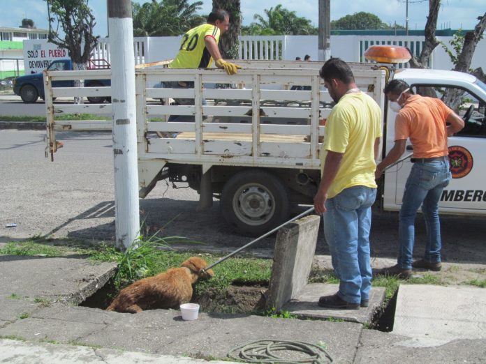 PERRO1
