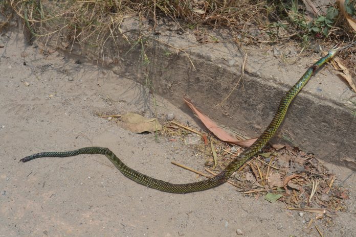 Culebra causa temor entre amas de casa
