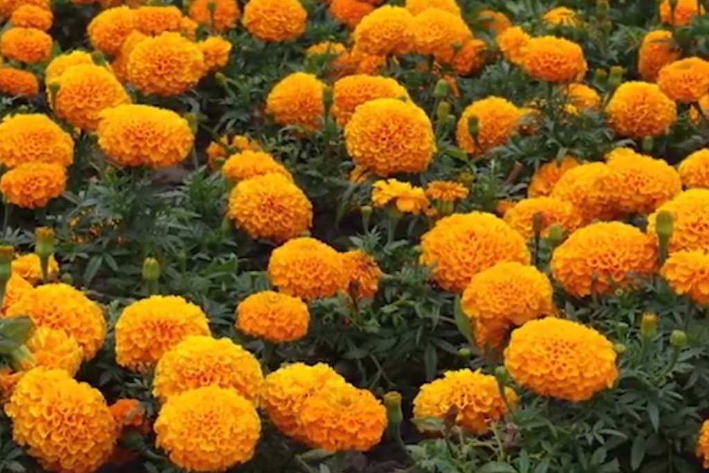 Flor de cempasúchil, un elemento de vida y color en Día de Muertos | 60  Minutos