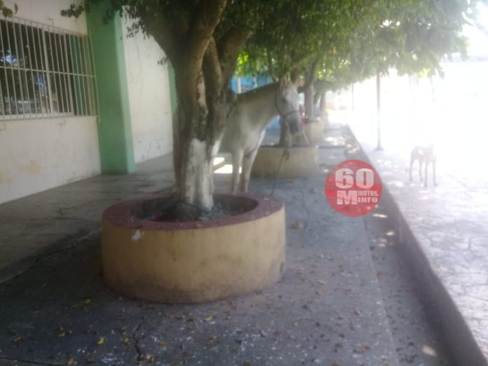 Sancionarán a propietarios de caballos que deambulen