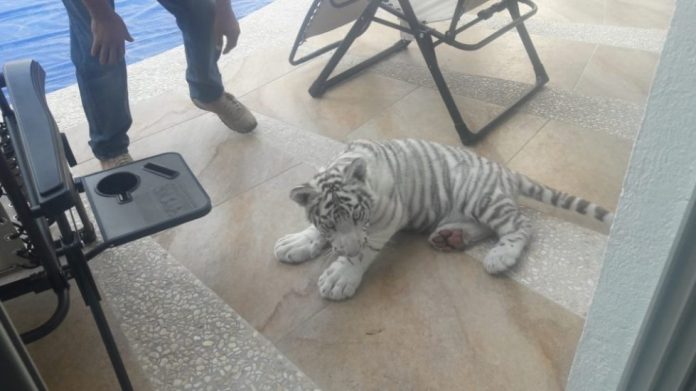 tigre-albino-queretaro-calles-capturado