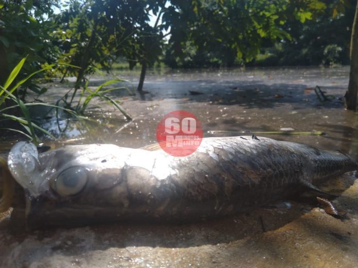 En LCH peces muertos flotan en la superficie