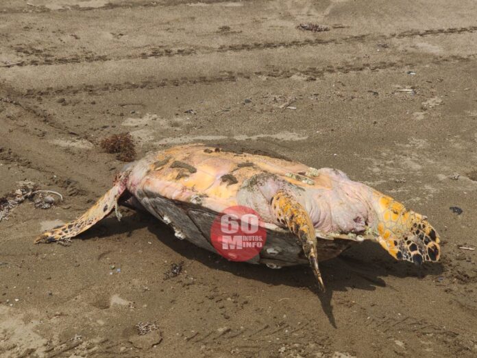 Aparece muerta una tortuga en la playa de Coatzacoalcos