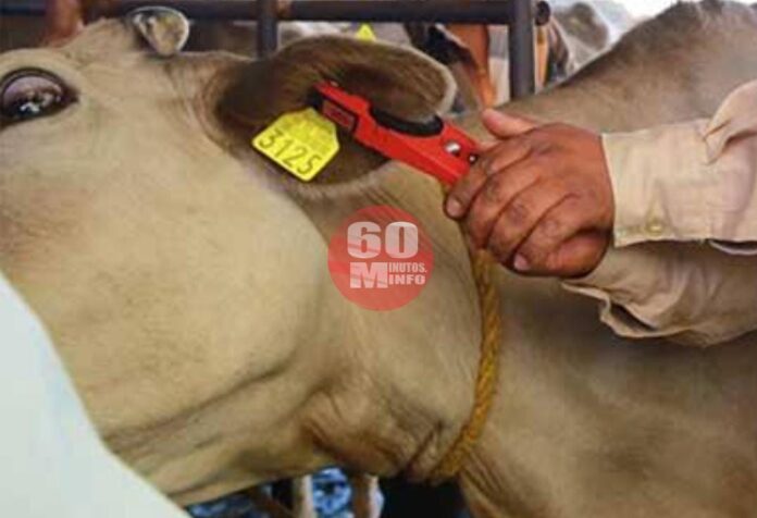 Módulo ganadero llega hasta el ejido Amatán