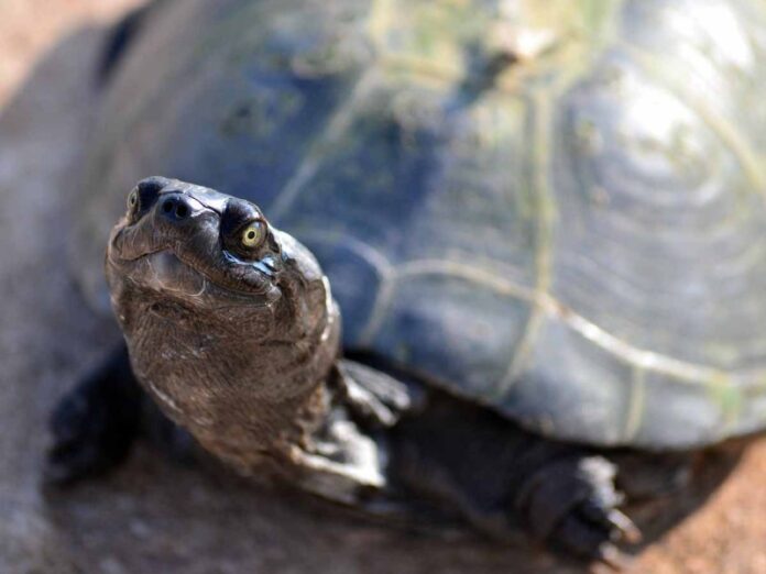 tortuga2