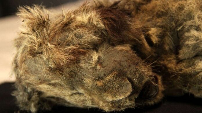 Encuentran cachorro de león de más de 28 mil años casi intacto