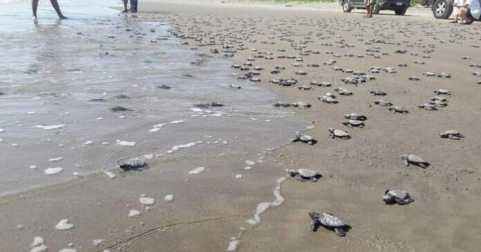tortugasa