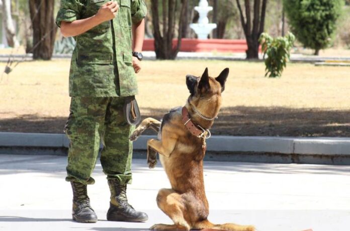 adopta un perro jubilado del ejercito