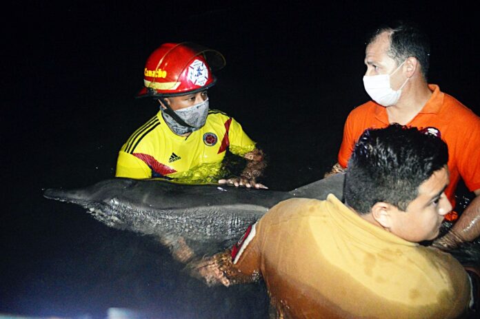 muere delfin Presentaba un severo cuadro de intoxicación luego de haber ingerido hidrocarburo; en la madrugada ocurrió el deceso.