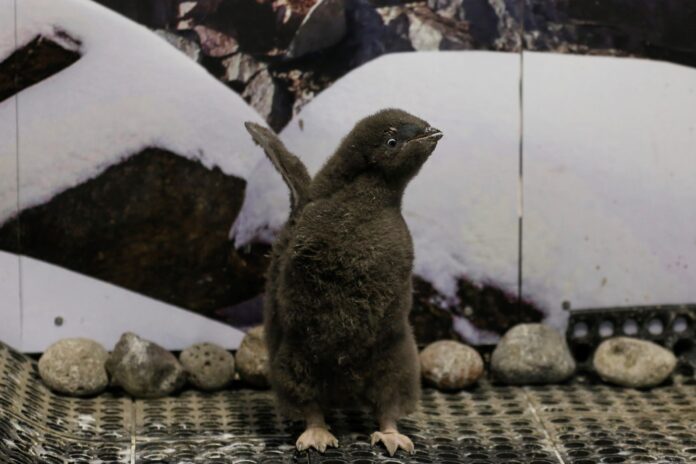 pinguino-nace en Guadalajara