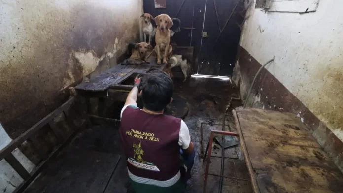 Rescatan a más de 70 perros de inmueble en Nezahualcóyotl