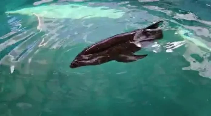delfin