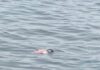 🚨 ÚLTIMA HORA: Hallan cuerpo flotando en el río Coatzacoalcos
