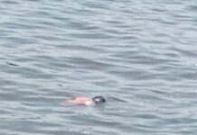 🚨 ÚLTIMA HORA: Hallan cuerpo flotando en el río Coatzacoalcos
