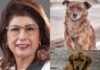 Escándalo en Tecámac: Denuncian sacrificio de 10 mil perros durante gestión de Mariela Gutiérrez
