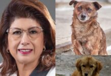 Escándalo en Tecámac: Denuncian sacrificio de 10 mil perros durante gestión de Mariela Gutiérrez