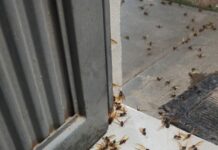 😪 CORTEJO NUPCIAL DE CHICATANAS SE VOLVIÓ FÚNEBRE EN CASA DE MINATITLÁN: ¡PENSARON QUE ERA BRUJERÍA… PERO LA VERDAD LOS DEJÓ CON LA BOCA ABIERTA!