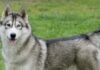 🐶 Histórico en Tabasco: jueza ordena pensión alimenticia para un perro tras divorcio de sus dueños
