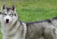 🐶 Histórico en Tabasco: jueza ordena pensión alimenticia para un perro tras divorcio de sus dueños