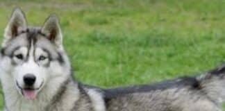 🐶 Histórico en Tabasco: jueza ordena pensión alimenticia para un perro tras divorcio de sus dueños