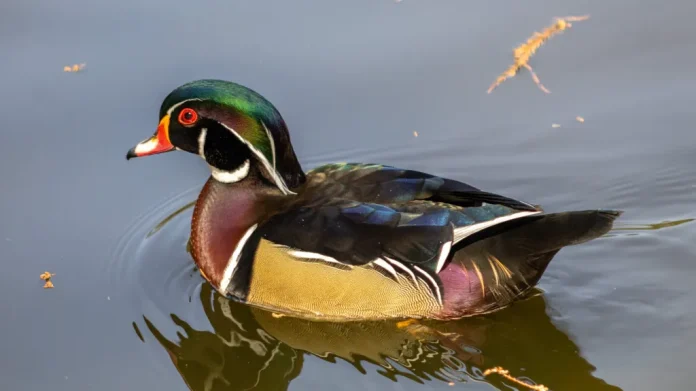 Sorprende-aparicion-pato-arcoiris-especie-poco-comun