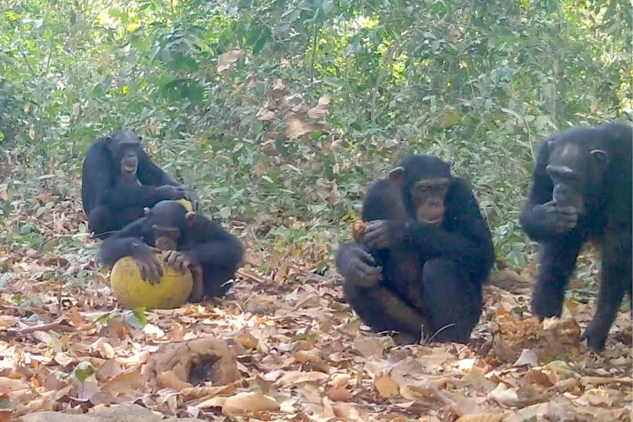 los-chimpances-toman-el-equivalente-a-medio-litro-de-cerveza-al-dia-segun-un-estudio_ceb6e29d-9f7e-481e-9c4f-21ef040508ca_medialjnimgndimage=fullsize (1)