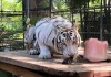 Trasladan a tigresa blanca ‘Milka’ al Zoológico Animaya de Mérida