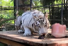 Trasladan a tigresa blanca ‘Milka’ al Zoológico Animaya de Mérida