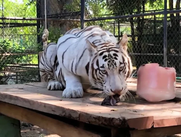 trasladan-a-tigresa-blanca-milka-al-zoologico-animaya-de-merida-para-su-conservacion_278c5efe-05d2-4783-be81-0b475cca9fe9_medialjnimgndimage=fullsize
